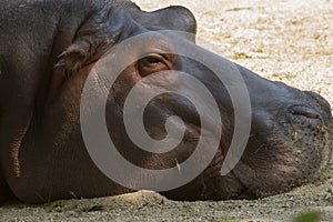 Hippopotamus