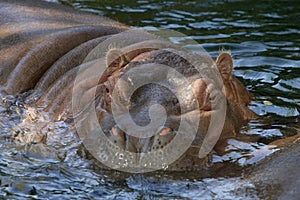 Hippopotamus