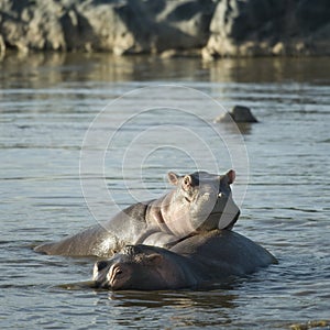 Hippopotamus