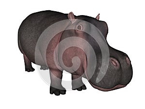 Hippopotamus