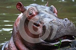 Hippopotamus photo