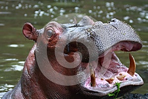 Hippopotamus