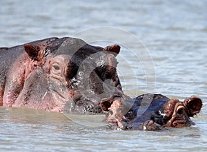 Hippopotamus