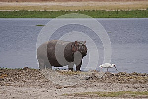 Hippopotamus and african spoonbill at lake on savanna in Amboseli National Park in Kenya