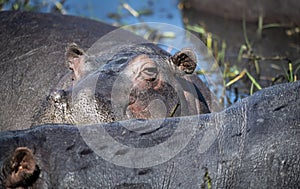 The hippopotamus, also shortened to hippo, at Chobe River in Botswana photo