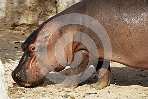 The hippopotamus, also shortened to hippo, is a large semiaquatic mammal native to sub-Saharan Africa