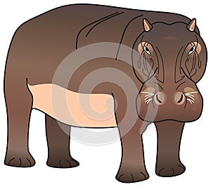 Hippopotamus amphibious vector drawing isolated white background