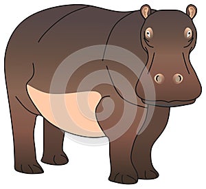 Hippopotamus amphibious vector drawing isolated white background photo