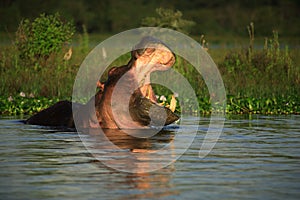 Hippopotamus amphibius photo