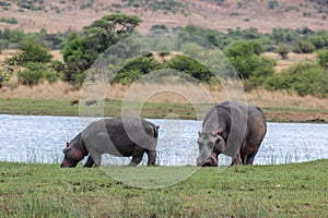 Hippopotamus amphibius