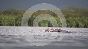 Hippopotamus Amphibius aka Hippo Head Diving in River Water, Close Up Low Angle
