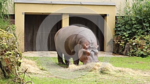 Hippopotamus amphibius is enjoying his hearty lunch with his partner. Hippopotamus snack. Close-up on a chewing giant. Omnivore. K