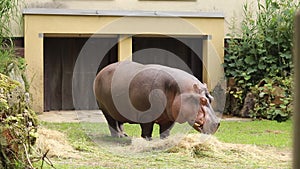 Hippopotamus amphibius is enjoying his hearty lunch with his partner. Hippopotamus snack. Close-up on a chewing giant. Omnivore. K