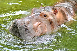 Hippopotamus