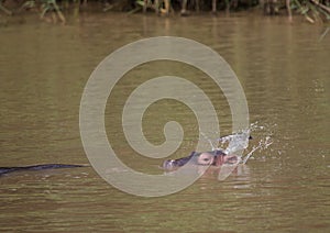 Hippopotamus baby in the water at the ISimangaliso Wetland Park photo