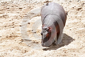 A Hippopotamus on the banck of Mara River