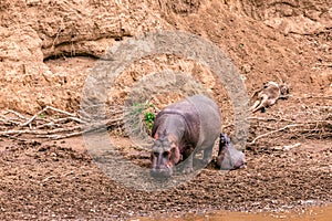 Hippopotamus Basking On the Mara River Banks In The Masai Mara National Game Reserve Park In Narok County Kenya