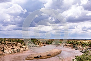 Hippopotamus Basking at the mara river in the  Maasai Mara National Game Reserve Park Rift Valley Narok County Kenya East Africa