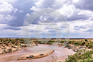 Hippopotamus Basking at the mara river in the  Maasai Mara National Game Reserve Park Rift Valley Narok County Kenya East Africa