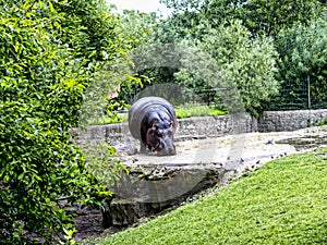 Hippopotamus in Berlin Germany