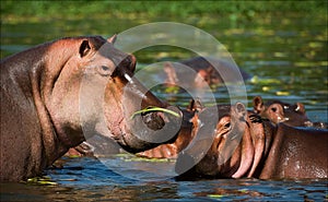 Hippopotamus in a bog.