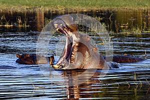 Hippopotamus - Botswana