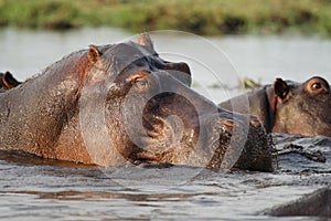 Hippopotamus of Botswana