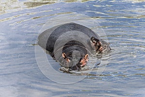 Hippopotamus and calf swimming in river in Serengeti National Pa