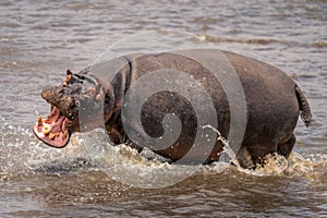 Hippopotamus chases away another in shallow river