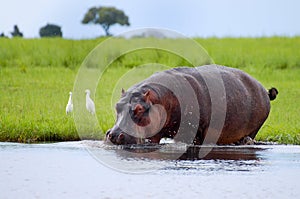 Hippopotamus photo