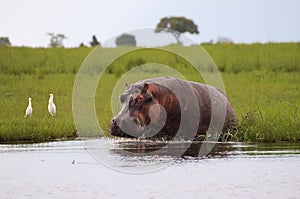 Hippopotamus - Chobe National Park - Botswana