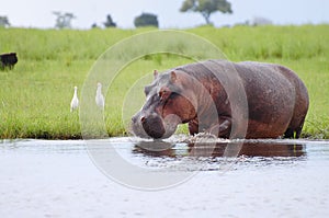 Hippopotamus - Chobe National Park - Botswana photo