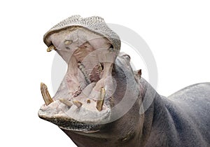 Hippopotamus