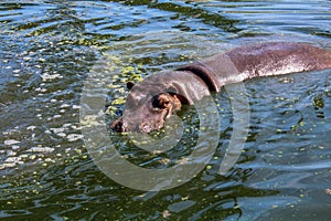 Hippopotamus