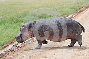 A Hippopotamus crossing the road