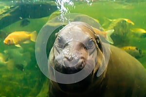 Hippopotamus cub diving underwater for food