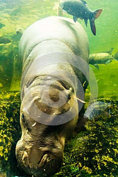 Hippopotamus cub diving underwater for food