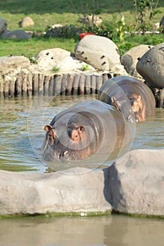 Hippopotamus disambiguation photo