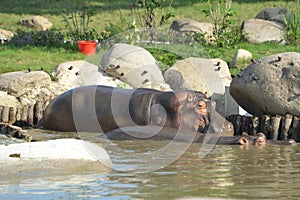Hippopotamus disambiguation photo