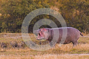 Hippopotamus displaying dominance