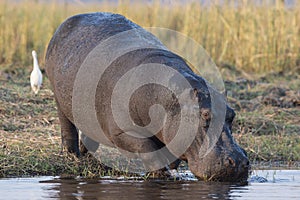 Hippopotamus drinking water
