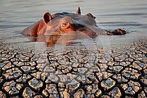 Hippopotamus and drought