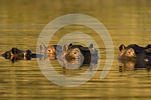 Hippopotamus at dusk