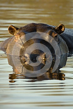 Hippopotamus at dusk