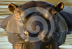 Hippopotamus at dusk