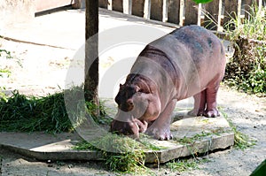 Hippopotamus eating grass