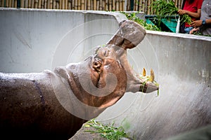 Hippopotamus eating grass.