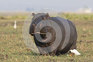 Hippopotamus eating grass out of the river