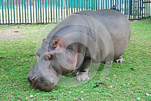 Hippopotamus eating green grass