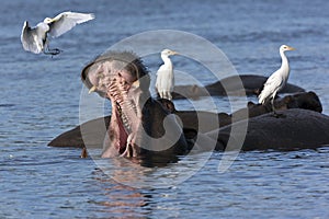 Hippopotamus with Egrets